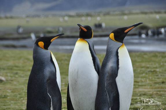 Pinguins rei confraternizam em Salisbury Plain, na Geórgia do Sul
